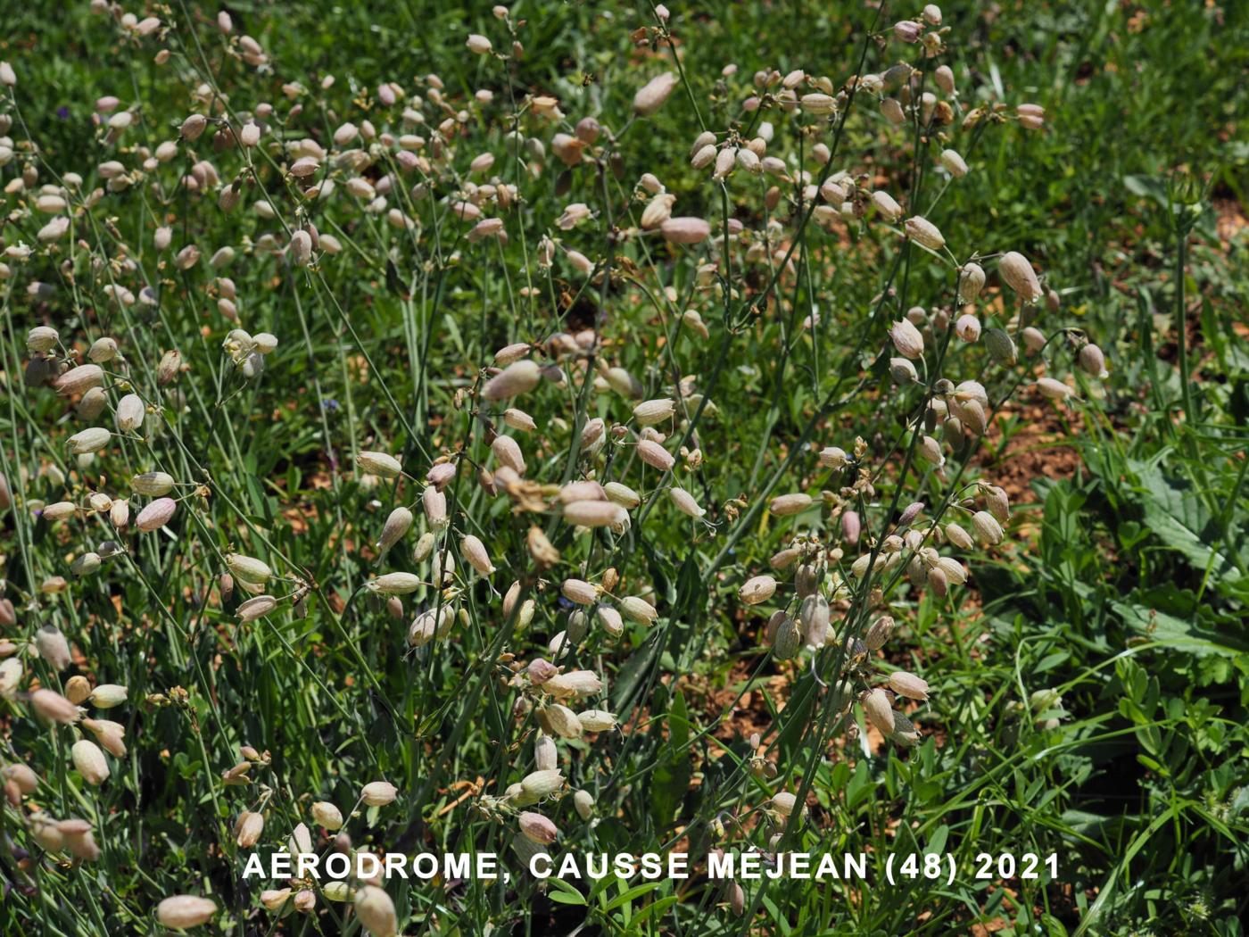 Campion, Bladder plant